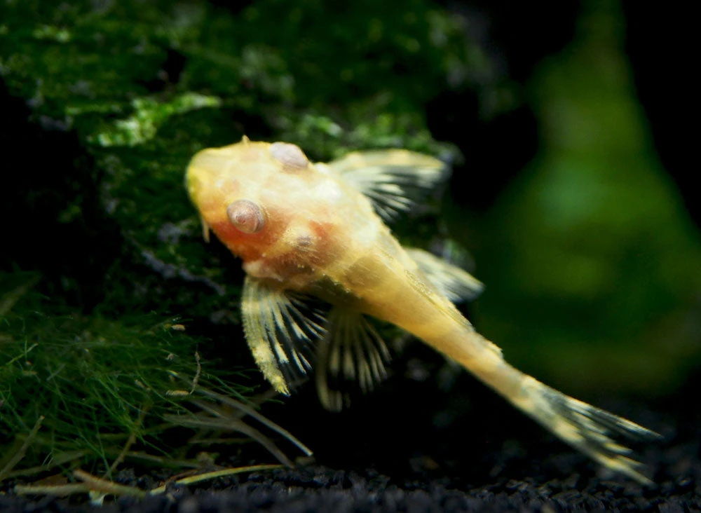 Albino L333 King Tiger Pleco, Juvenile (Hypancistrus Sp.), Tank-Bred! - Image 5