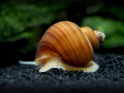 Chestnut AKA Albino Mystery Snail Breeder Combo Box