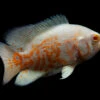 Albino Tiger Oscar (Astronotus Ocellatus), Tank-Bred