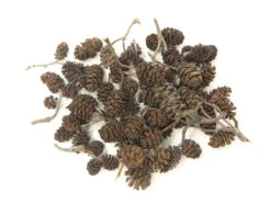 Alder Cones (1/2 - 1 Inch)