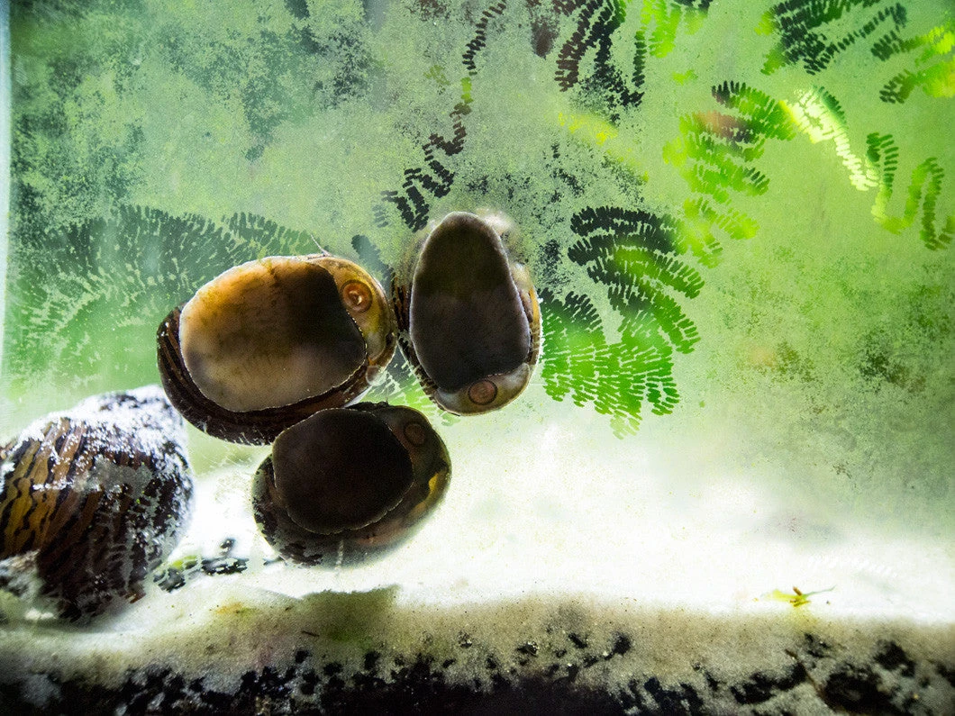 Ultimate Algae Cleaning Crew - 3 Different Types Of Snails! - Image 7