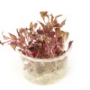 Scarlet Temple (Alternanthera Reineckii "red") Tissue Culture