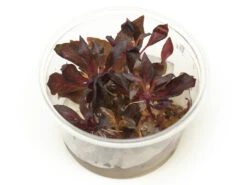 Alternanthera Rosanervig Tissue Culture