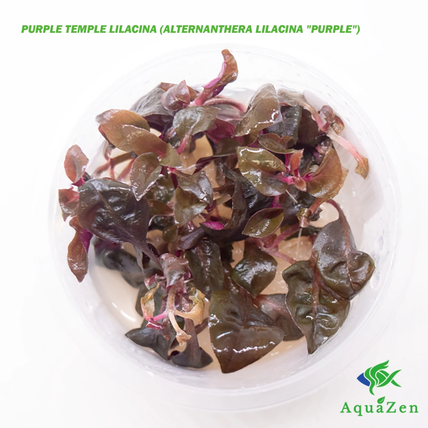Purple Temple Lilacina (Alternanthera Lilacina "Purple") Tissue Culture! - Image 3