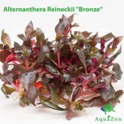 Alternanthera Reineckii Bonze (Alternanthera Reineckii "Bronze") Tissue Culture!