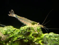 Amano Shrimp Combo Box