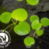 Amazon Frogbit AKA Spongeplant (Limnobium Laevigatum), Aquatic Arts Grown!