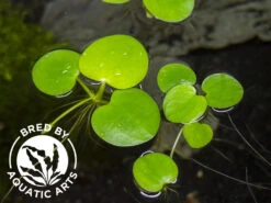 Amazon Frogbit AKA Spongeplant (Limnobium Laevigatum), Aquatic Arts Grown!