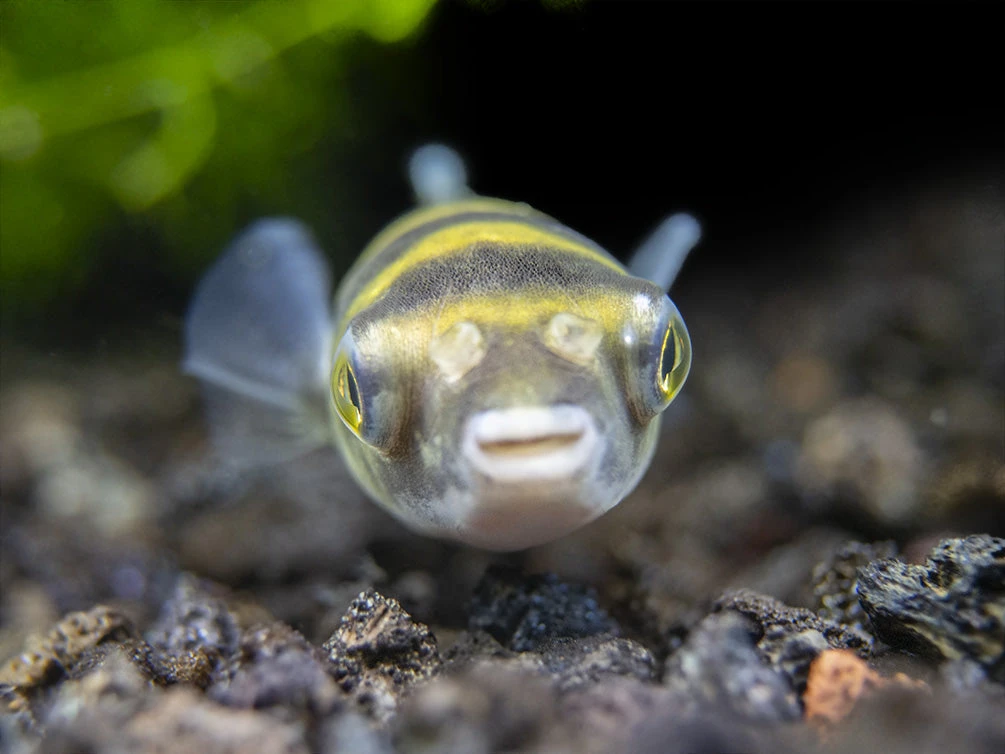 Amazon Puffer (Colomesus Asellus) - Image 2