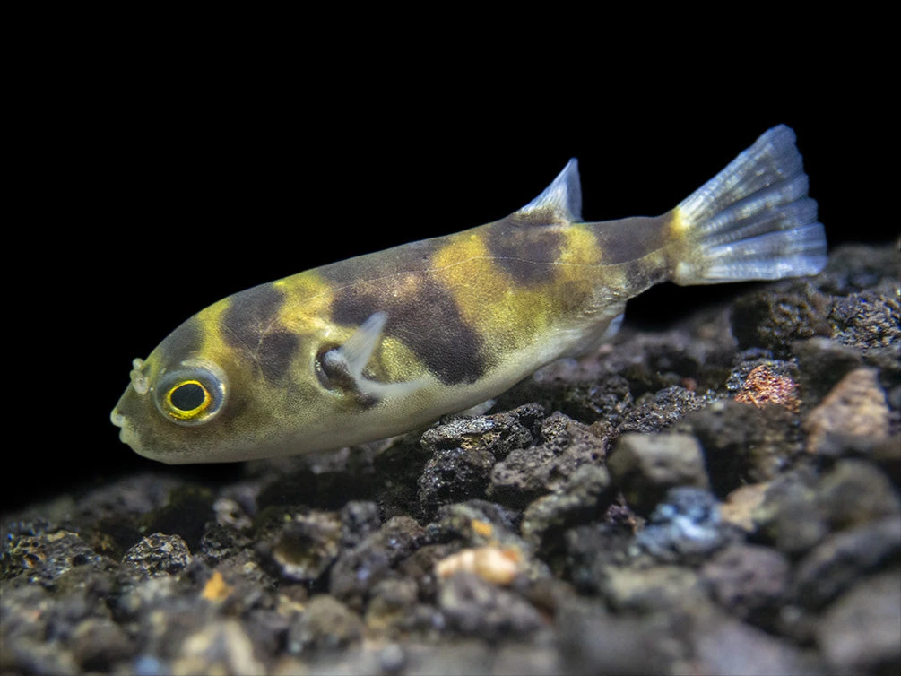 Amazon Puffer (Colomesus Asellus)