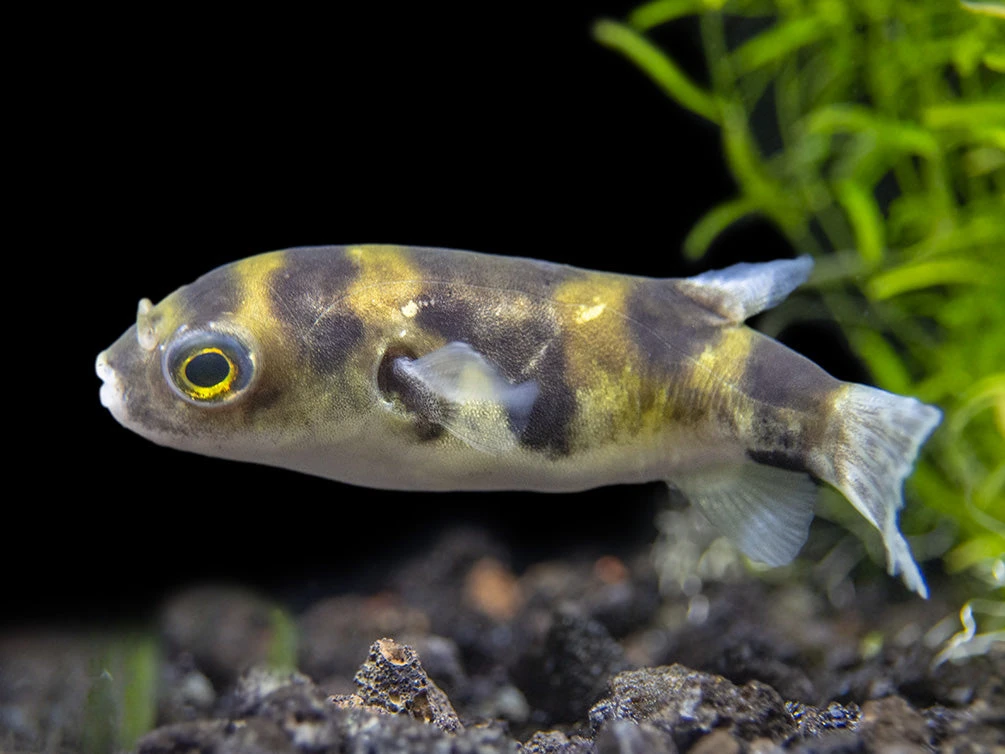 Amazon Puffer (Colomesus Asellus) - Image 3