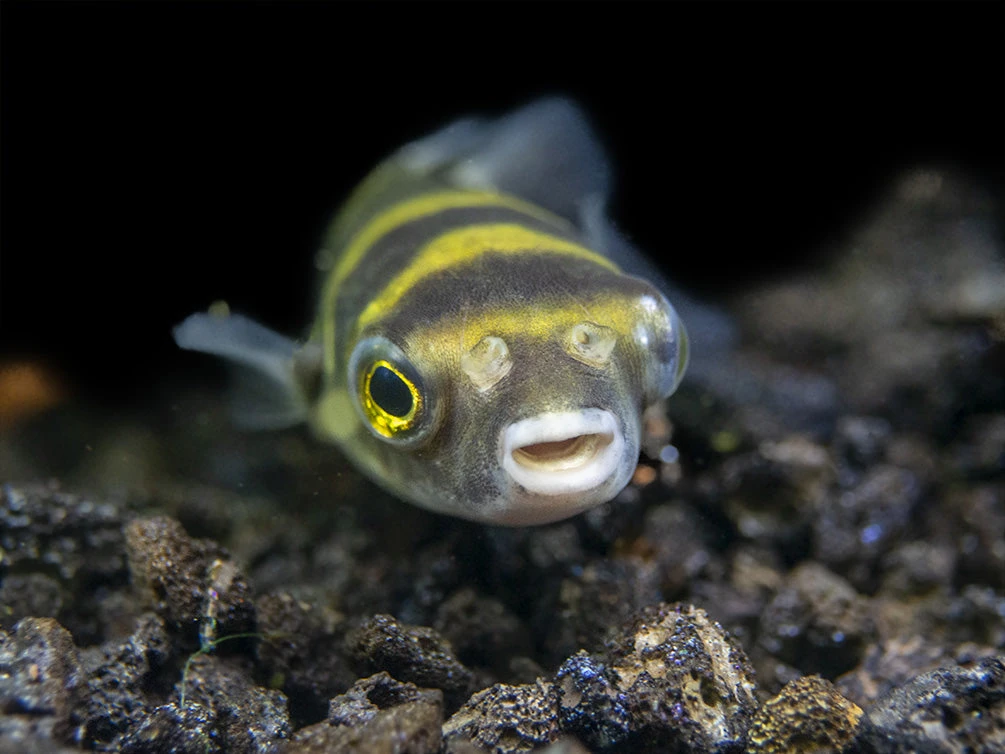 Amazon Puffer (Colomesus Asellus) - Image 6