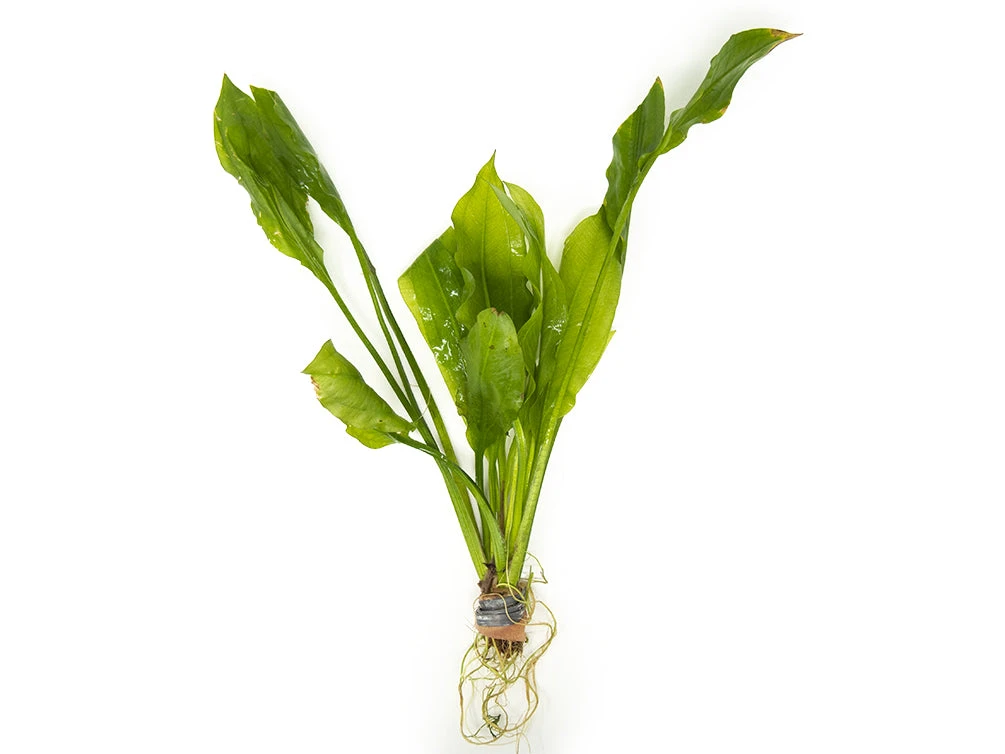 Amazon Sword Plant (Echinodorus Amazonicus) - Bare Root - Image 9