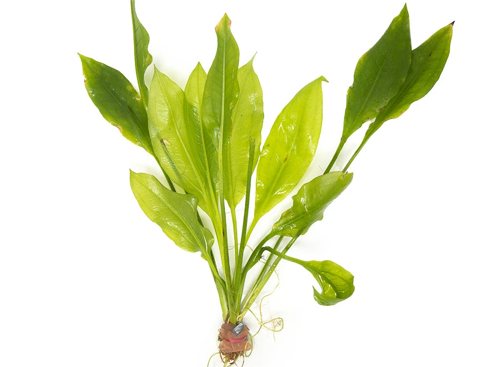 Amazon Sword Plant (Echinodorus Amazonicus) - Bare Root - Image 10