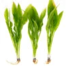 Amazon Sword Plant (Echinodorus Amazonicus) - Bare Root