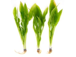 Amazon Sword Plant (Echinodorus Amazonicus) - Bare Root