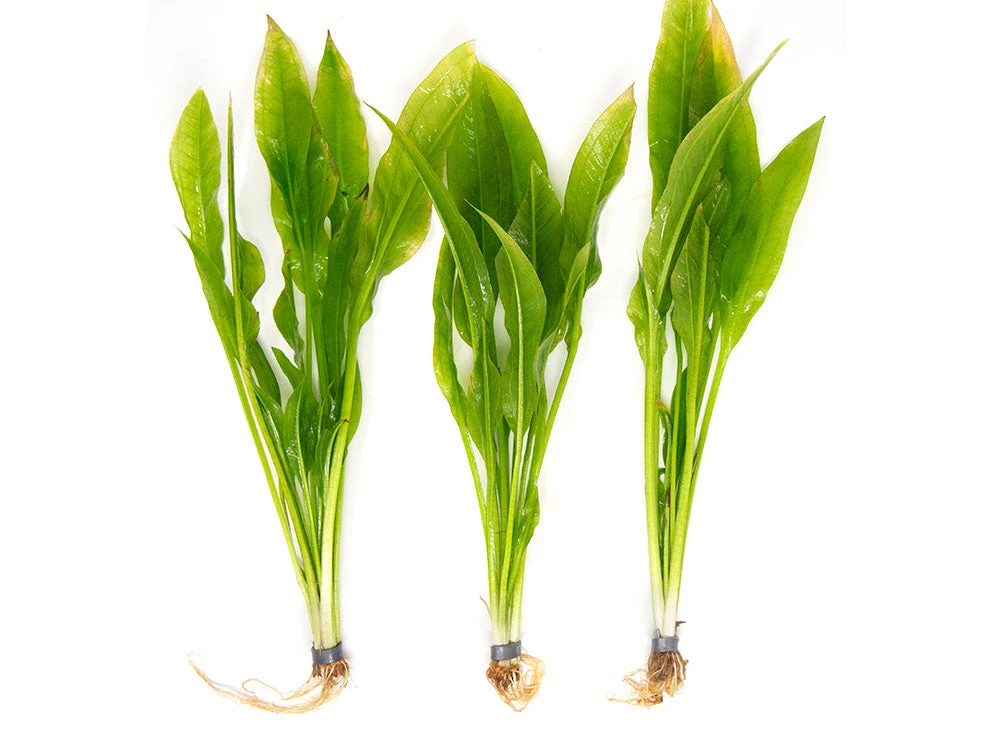 Amazon Sword Plant (Echinodorus Amazonicus) - Bare Root