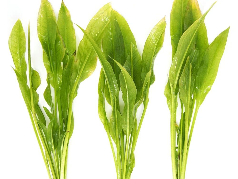 Amazon Sword Plant (Echinodorus Amazonicus) - Bare Root - Image 3
