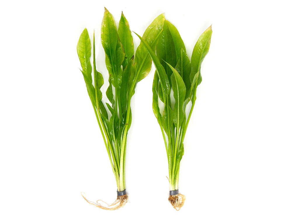 Amazon Sword Plant (Echinodorus Amazonicus) - Bare Root - Image 5