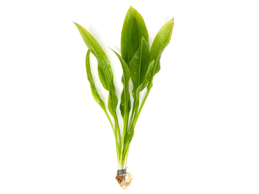Amazon Sword Plant (Echinodorus Amazonicus) - Bare Root - Image 7