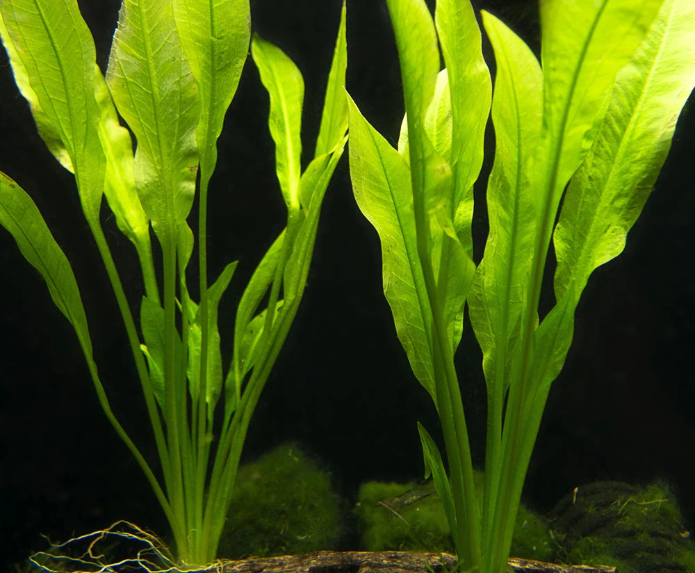 Amazon Sword Plant (Echinodorus Amazonicus) - Bare Root - Image 4