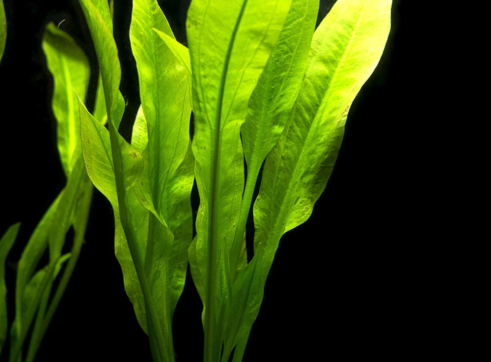 Amazon Sword Plant (Echinodorus Amazonicus) - Bare Root - Image 6