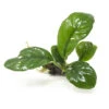 Anubias Coffeefolia (Anubias Barteri “Coffeefolia”) - Bare Root