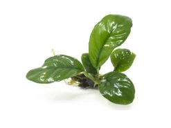 Anubias Coffeefolia (Anubias Barteri “Coffeefolia”) - Bare Root