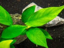 Anubias Nancon (Anubias Barteri "Nana" X Anubias Afzelii "Congensis"), Bare Root