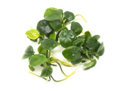 Anubias Nangi (Anubias Barteri "Nana" X Anubias Gilletii) Tissue Culture