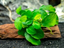 Petite Anubias Nana (Anubias Barteri Var. “Petite Nana”) On 2+ Inch Driftwood