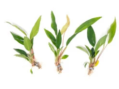 Anubias Frazeri (Anubias Barteri X A. Heterophylla), Bare Root