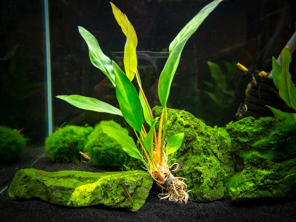 Anubias Frazeri (Anubias Barteri X A. Heterophylla), Bare Root - Image 7