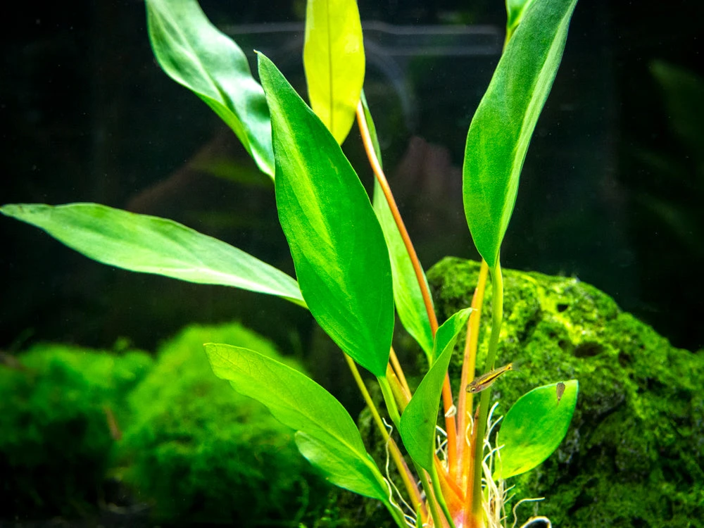 Anubias Frazeri (Anubias Barteri X A. Heterophylla), Bare Root - Image 4