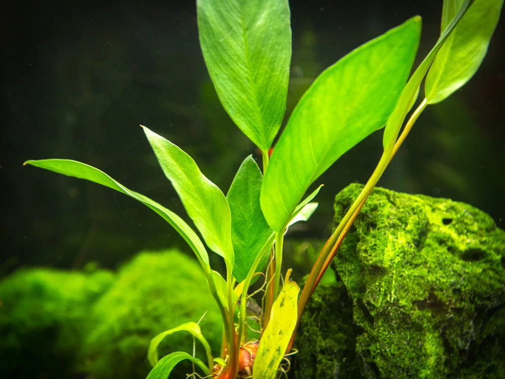 Anubias Frazeri (Anubias Barteri X A. Heterophylla), Bare Root - Image 2