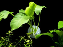 Anubias Nana On Suction Cup