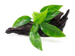 Anubias Frazeri (Anubias Barteri X. A. Congensis) On 6+ Inch Driftwood