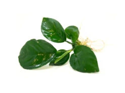 Anubias Barteri - Bare Root
