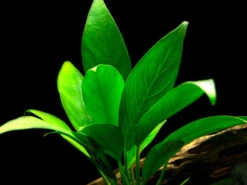 Anubias Lanceolata (Anubias Heterophylla 'Lanceolata') - Bare Root