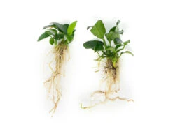 Dwarf Anubias (Anubias Nana) Bare Root - 2 To 5 Inches Tall