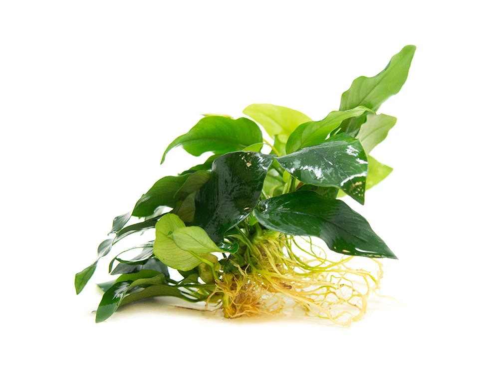 Anubias Nana (Anubias Barteri Var. “nana”) - Bare Root, EXTRA LARGE - Image 3