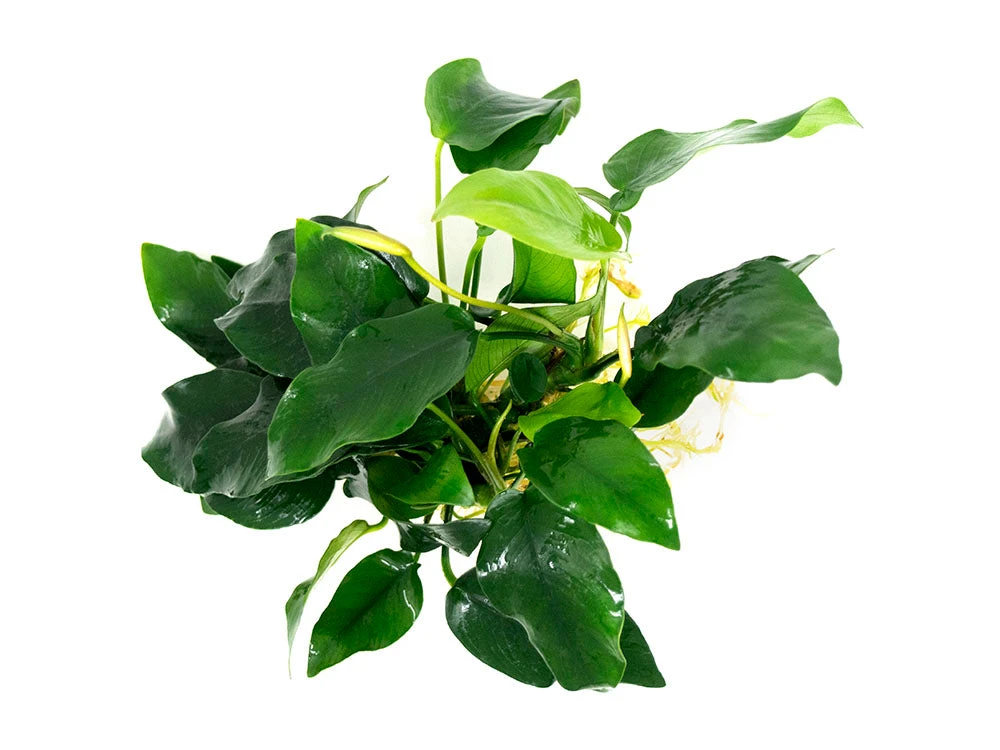 Anubias Nana (Anubias Barteri Var. “nana”) - Bare Root, EXTRA LARGE - Image 5