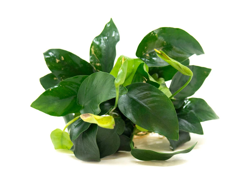 Anubias Nana (Anubias Barteri Var. “nana”) - Bare Root, EXTRA LARGE - Image 7