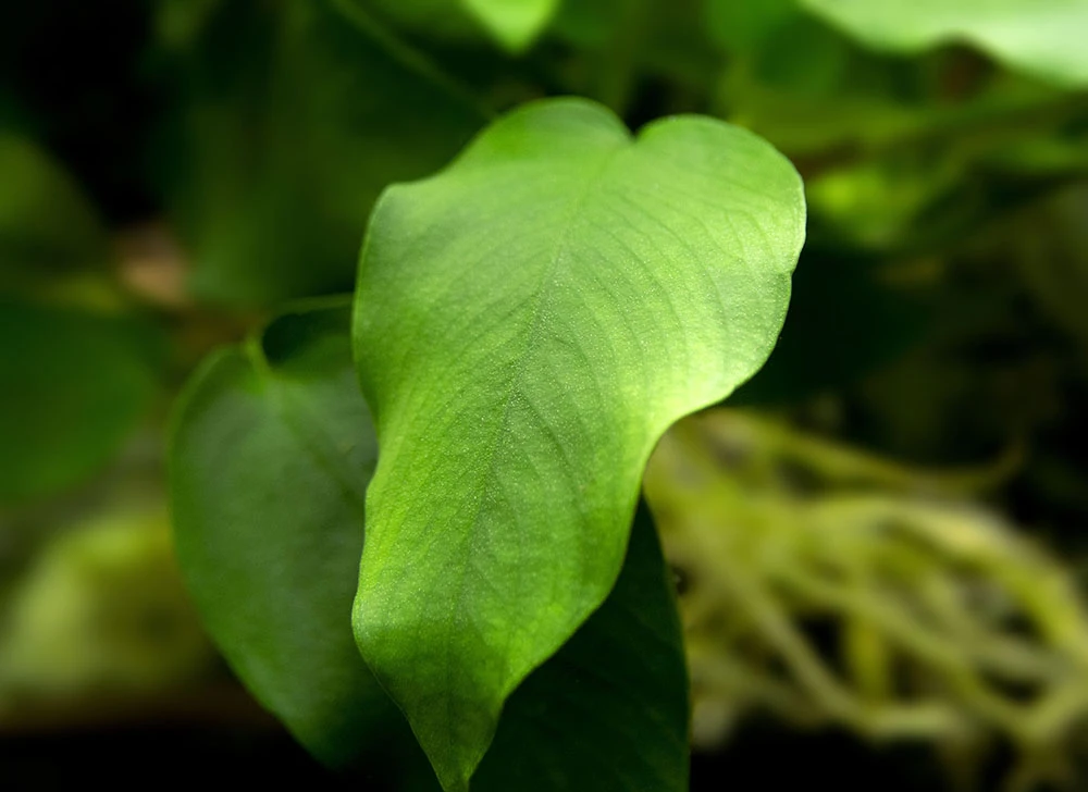 Anubias Nana (Anubias Barteri Var. “nana”) - Bare Root, EXTRA LARGE - Image 8