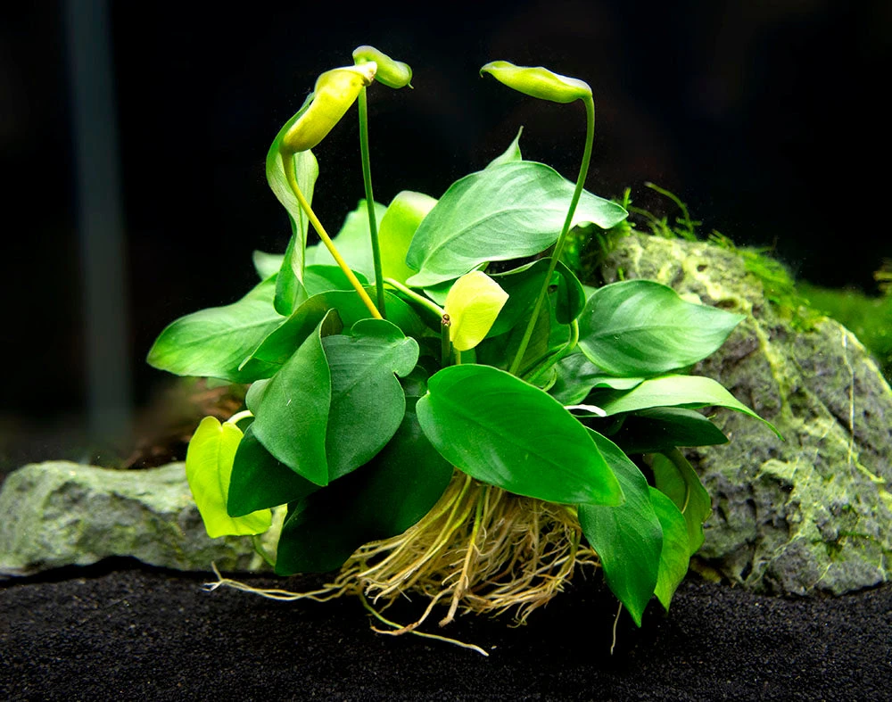 Anubias Nana (Anubias Barteri Var. “nana”) - Bare Root, EXTRA LARGE - Image 4