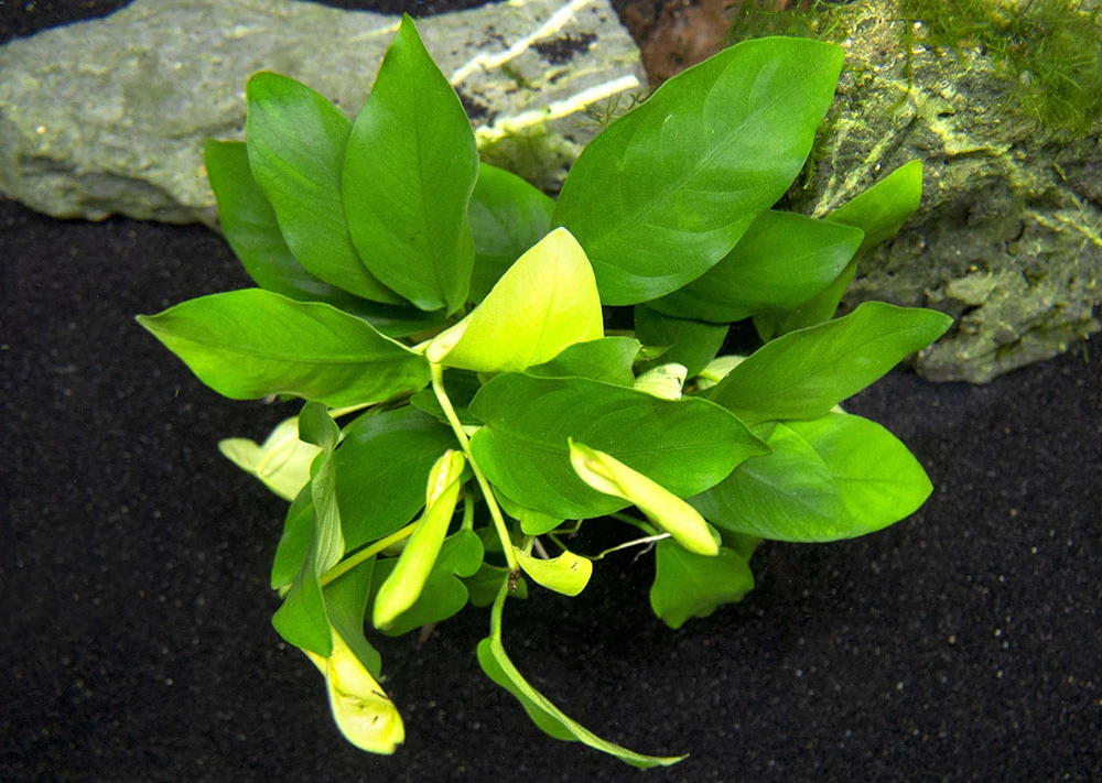 Anubias Nana (Anubias Barteri Var. “nana”) - Bare Root, EXTRA LARGE - Image 6