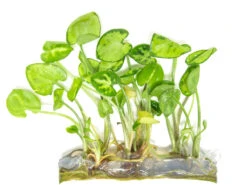 Arrowhead Vine (Syngonium Podophyllum) Tissue Culture