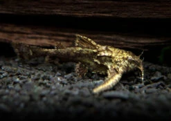 Asian Stone Mini Catfish AKA Anchor Catfish (Hara Jerdoni)