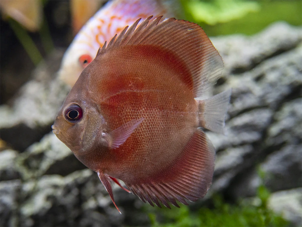 Dealer's Choice Discus (Symphysodon Aequifasciatus), Tank-Bred - Image 2