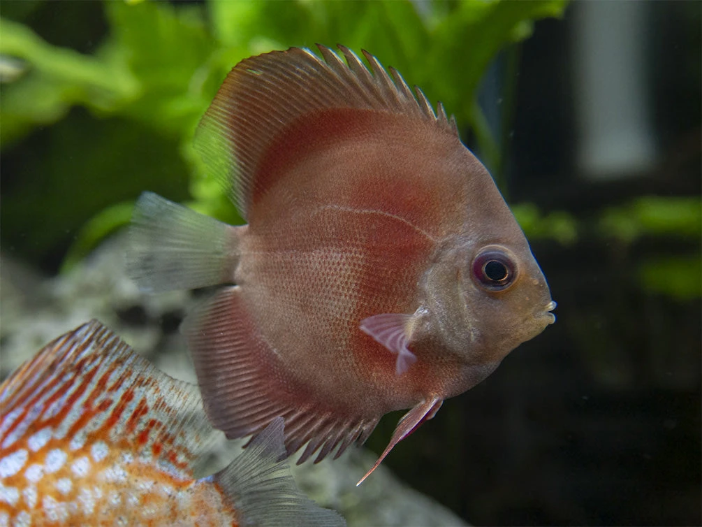 Dealer's Choice Discus (Symphysodon Aequifasciatus), Tank-Bred - Image 9